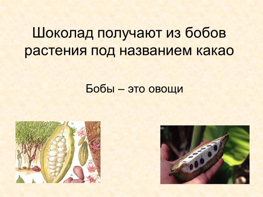 Шоколад получают из бобов растения под названием какао Бобы – это овощи